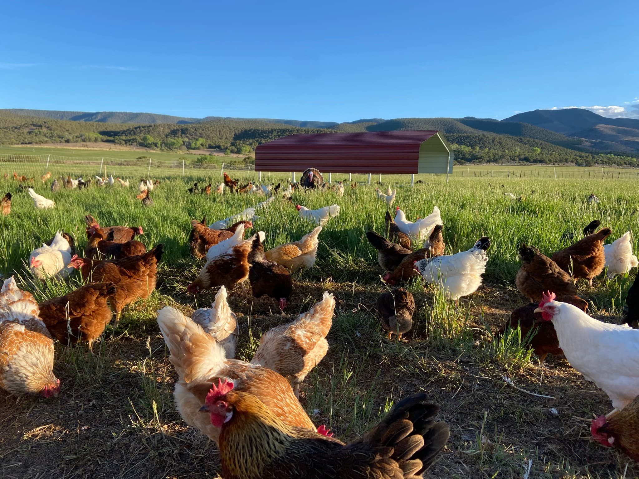 Chickens in a pasture near a barn at golden hour